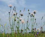 Centaurea scabiosa. Верхушки цветущих побегов (гипохромная форма). Пермский край, Кунгурский р-н, левый берег р. Шаква в р-не моста на Рыжково, разнотравный луг. 27 июля 2019 г.