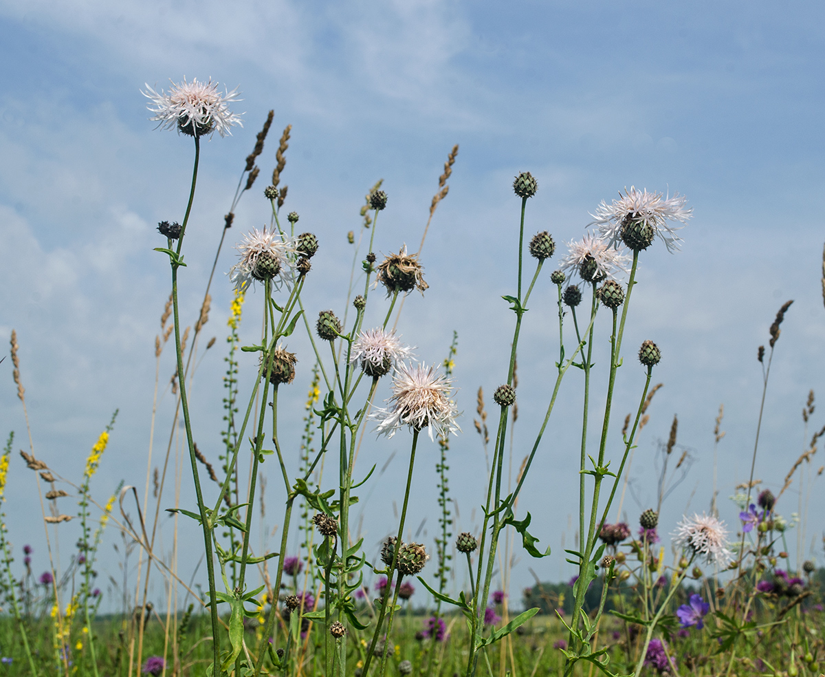 Image of Centaurea scabiosa specimen.