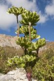 Angelica purpurascens