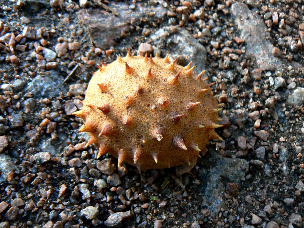 Image of Aesculus hippocastanum specimen.