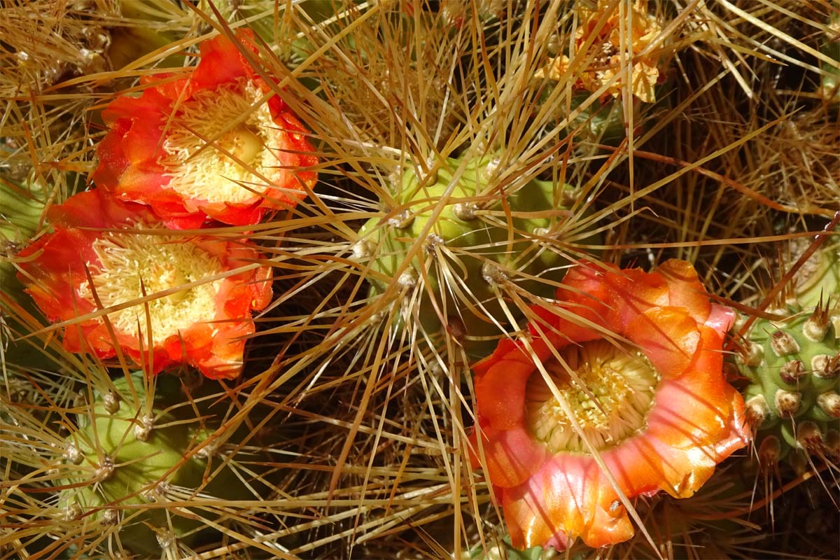 Изображение особи Cumulopuntia boliviana.
