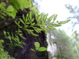 Cryptogramma stelleri