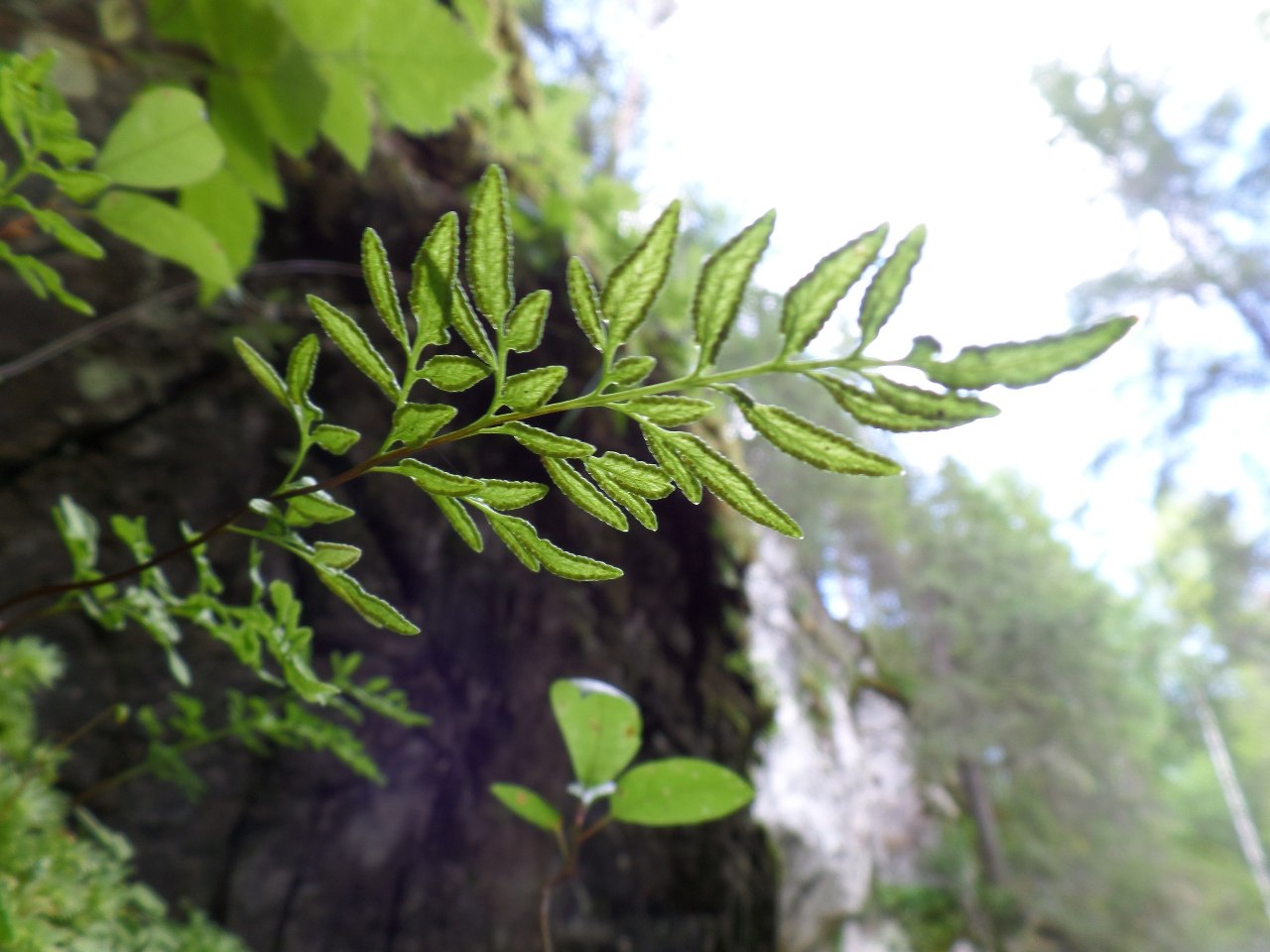 Изображение особи Cryptogramma stelleri.