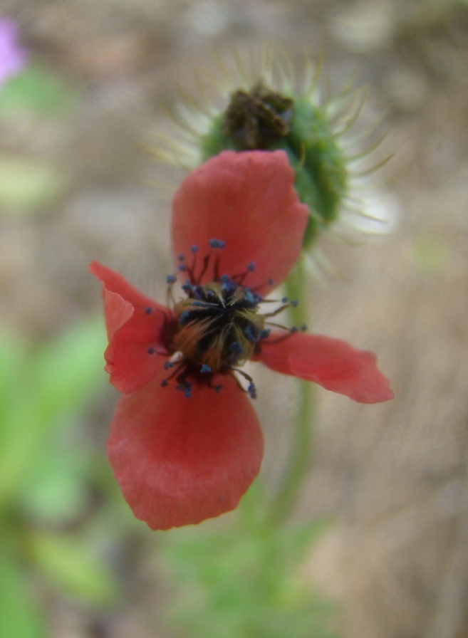 Image of Papaver hybridum specimen.