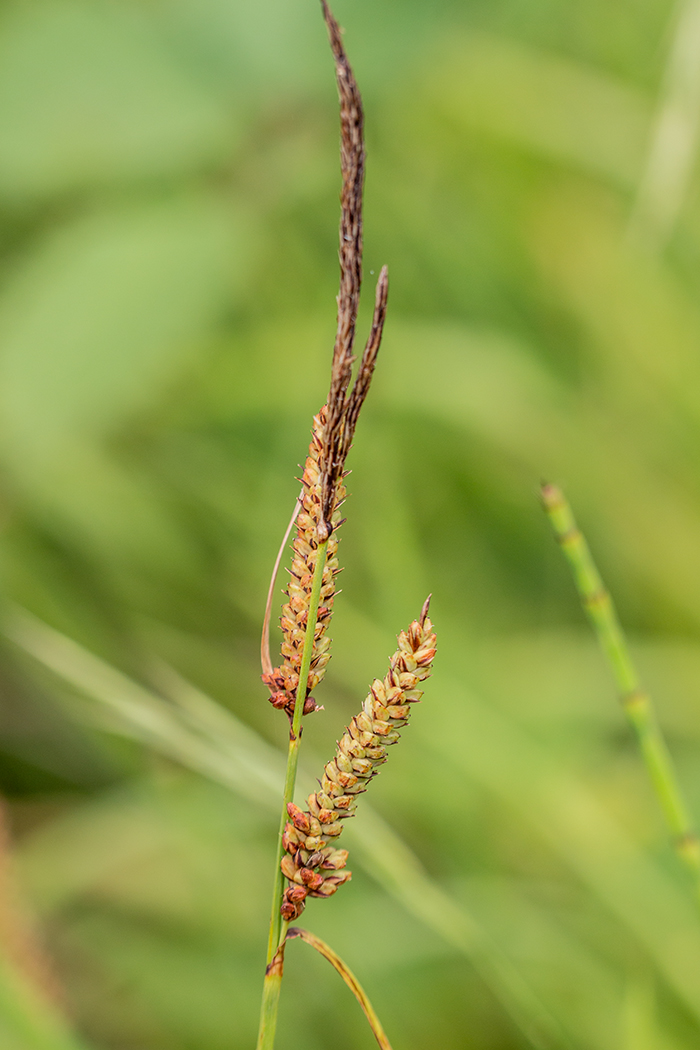 Image of genus Carex specimen.