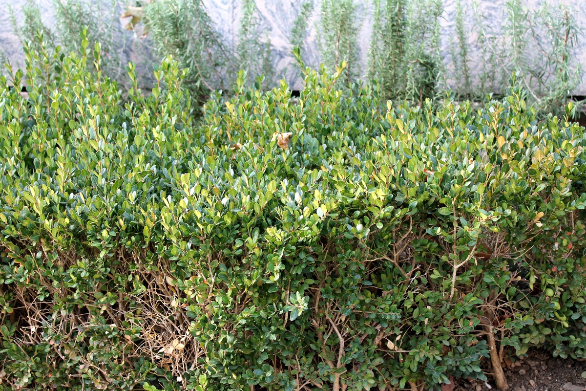 Image of Buxus sempervirens specimen.