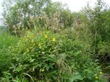 Impatiens noli-tangere. Цветущие растения в сообществе с Filipendula palmata. Иркутская обл., Слюдянский р-н, окр. пос. Култук, берег р. Култучная. 25.07.2019.