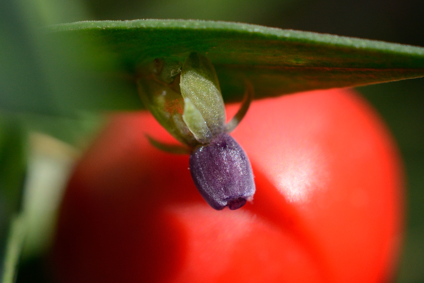 Изображение особи Ruscus aculeatus.