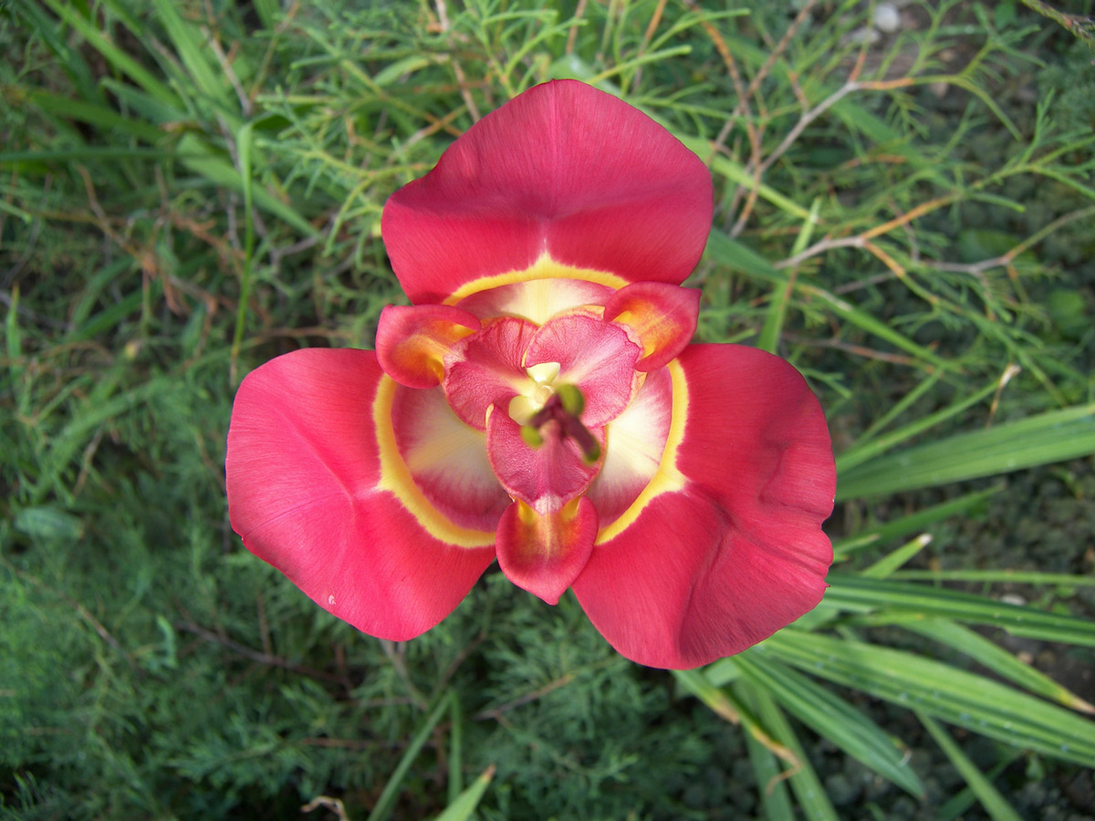 Image of Tigridia pavonia specimen.