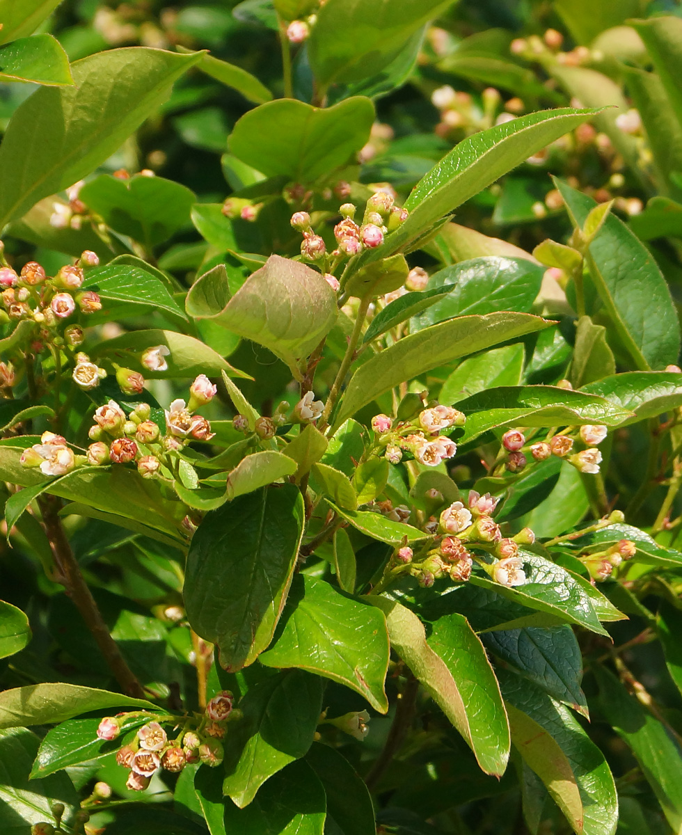 Image of Cotoneaster lucidus specimen.