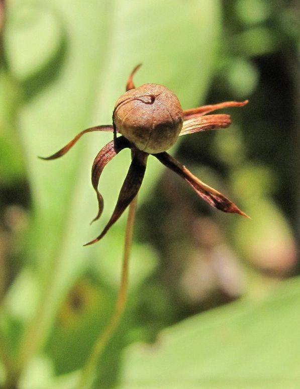 Image of Trientalis europaea specimen.