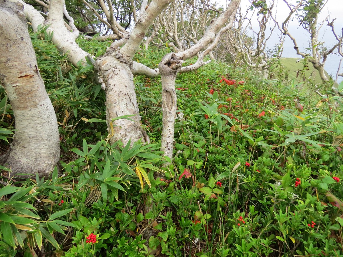 Image of Skimmia repens specimen.