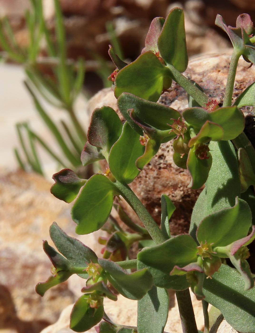 Изображение особи Euphorbia chamaepeplus.