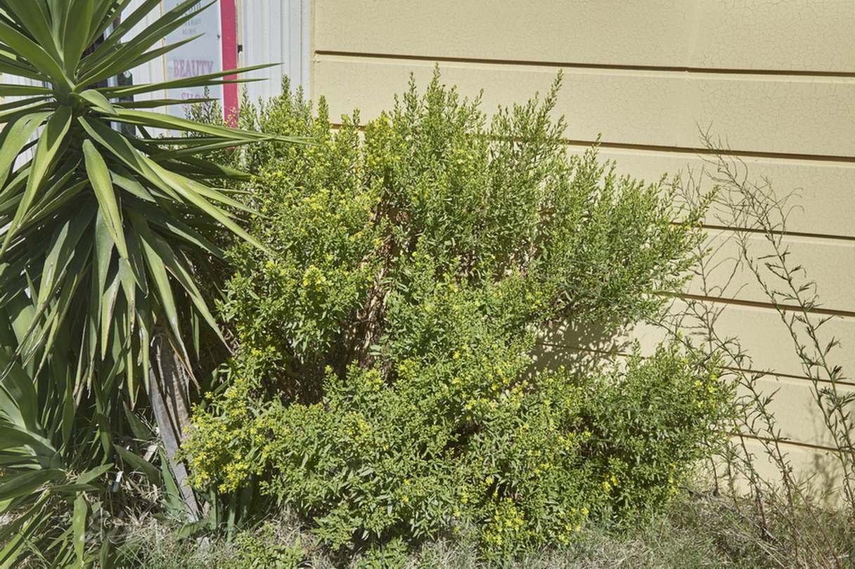 Image of Senecio grandidentatus specimen.