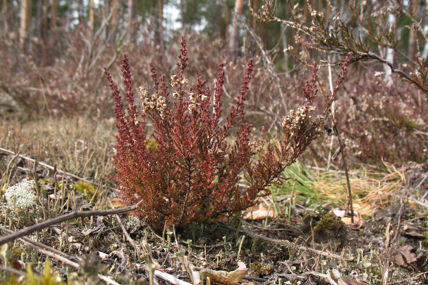 Image of Calluna vulgaris specimen.