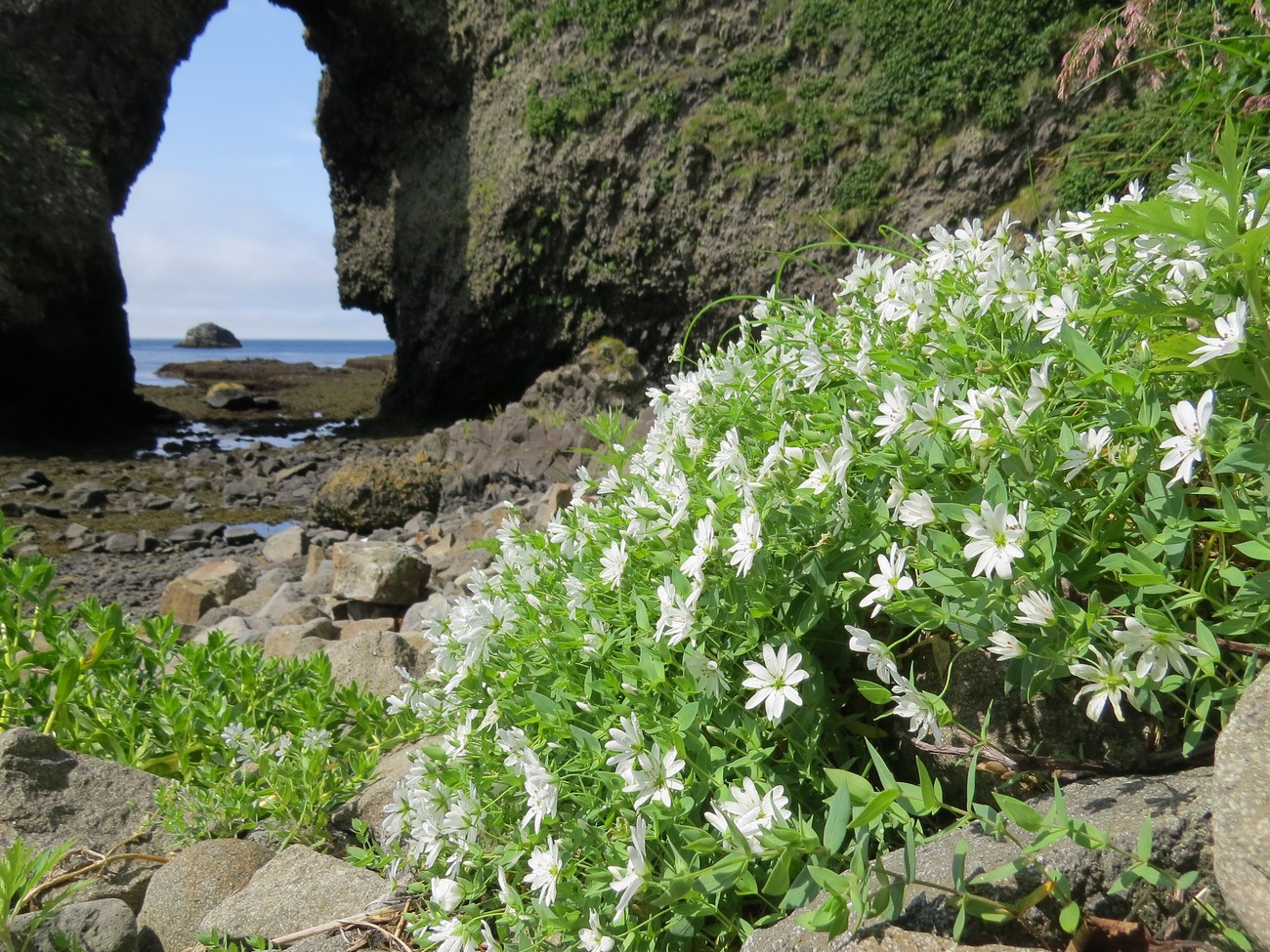 Image of Stellaria ruscifolia specimen.