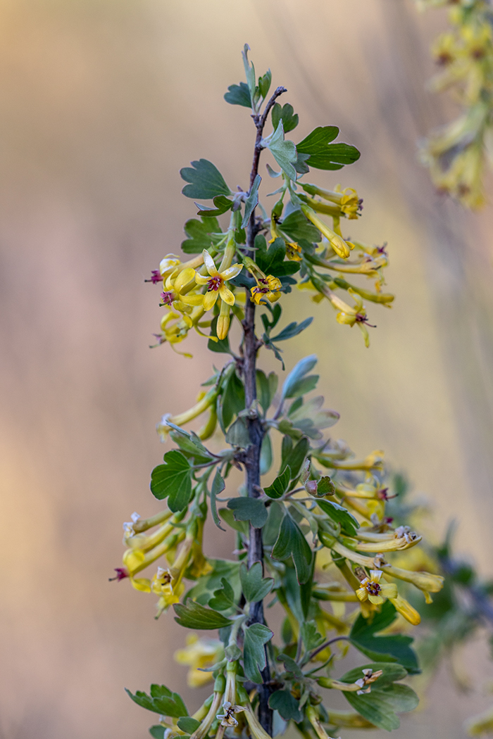 Изображение особи Ribes aureum.