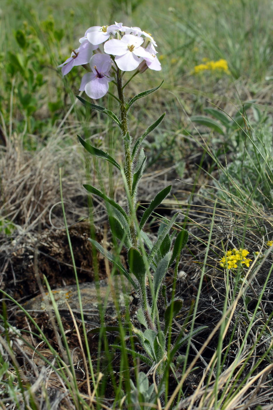 Image of Clausia aprica specimen.