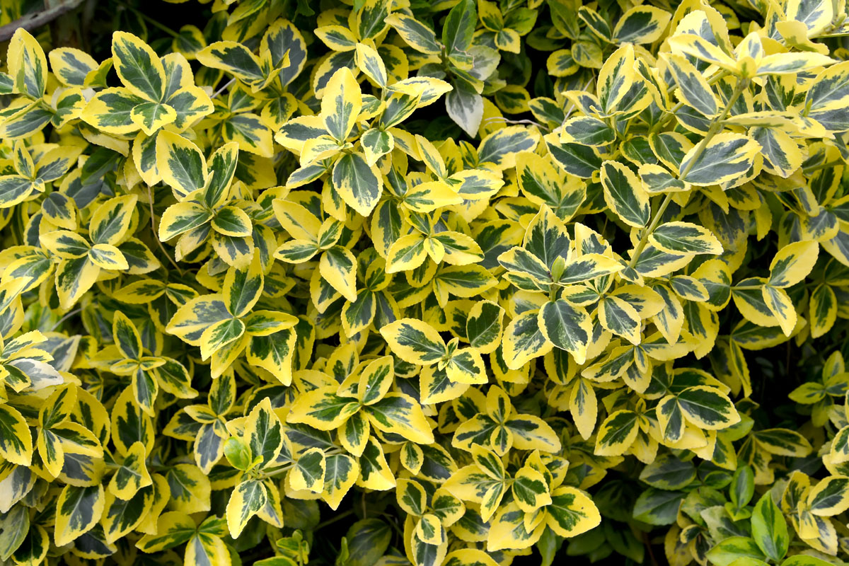 Изображение особи Euonymus japonicus.