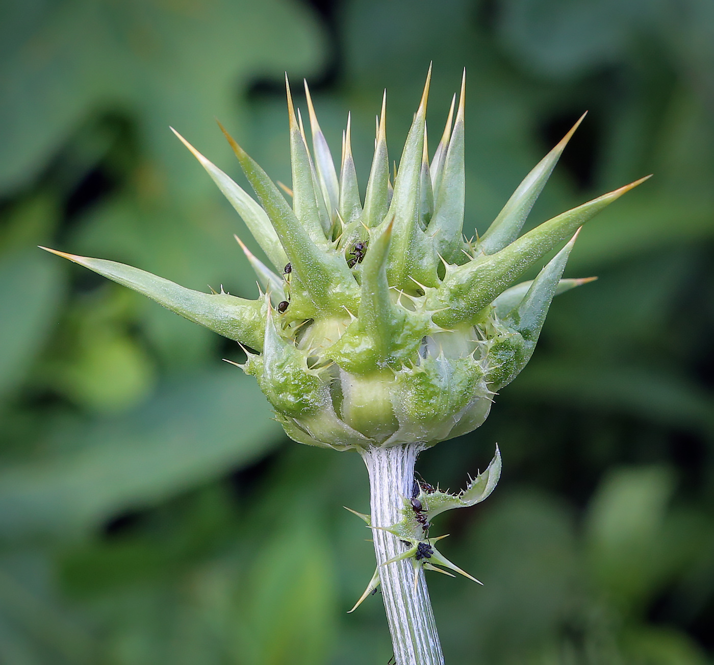 Image of Silybum marianum specimen.