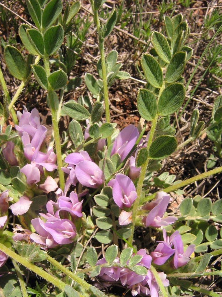 Image of Astragalus wilmottianus specimen.