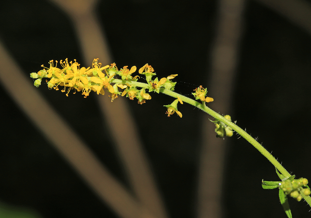 Image of Agrimonia granulosa specimen.