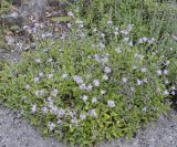 Staehelina uniflosculosa. Цветущее растение. Греция, гора Олимп. 02.09.2010.