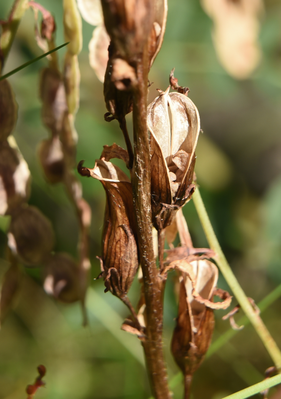 Image of Pedicularis pennellii specimen.