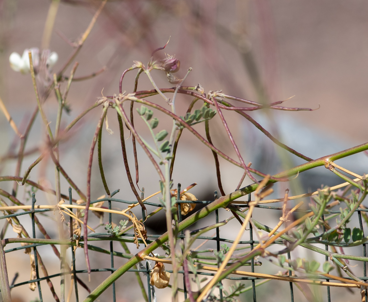 Image of Coronilla viminalis specimen.