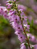 Calluna vulgaris. Часть побега с цветками. Тверская обл., Кимрский р-н, окр. дер. Бурцево, поляна в сосновом бору. 01.08.2020.