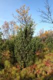 Juniperus niemannii. Вегетирующее растение. Мурманск, Горелая сопка, ерниково-вороничная берёзовая лесотундра, сырая ложбина, участок с высокой проточностью между двумя осоковыми болотцами, можжевелово-берёзовая рощица. 21.09.2020.