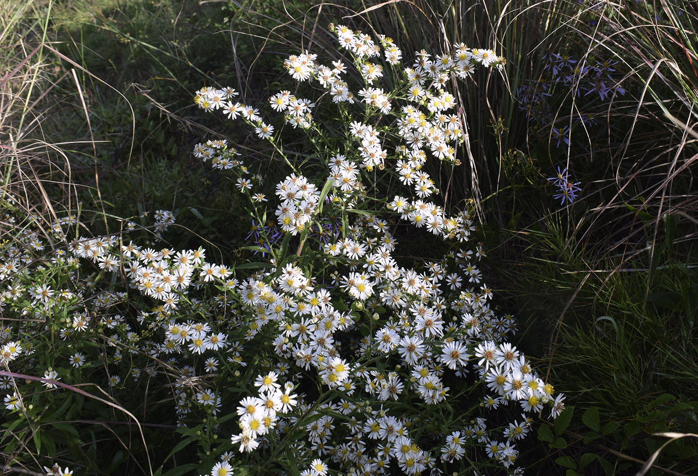 Image of Symphyotrichum pilosum specimen.
