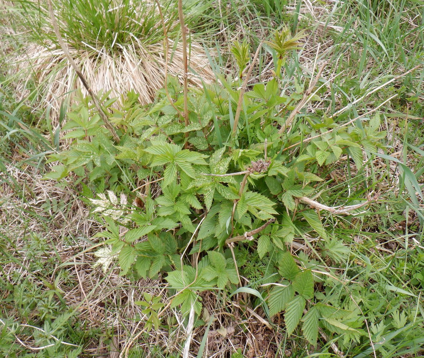 Изображение особи Filipendula ulmaria.