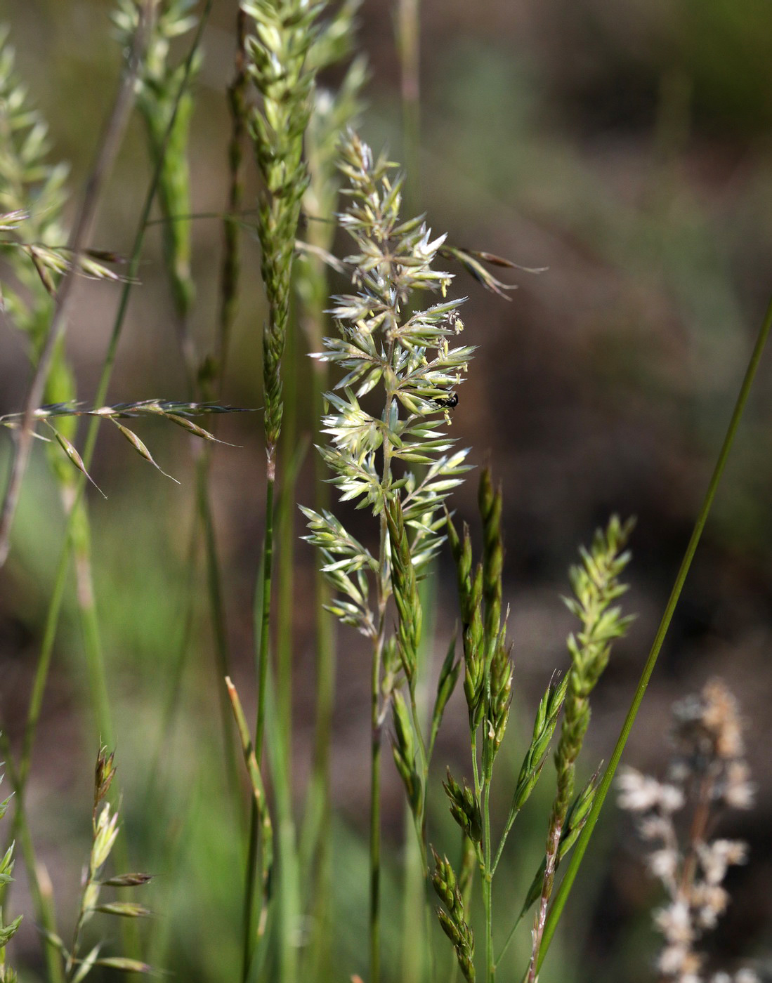 Image of genus Koeleria specimen.