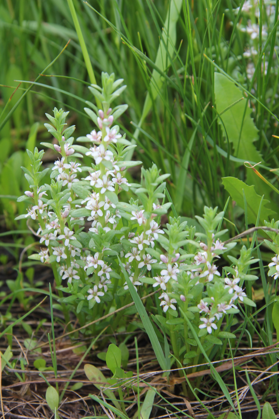 Image of Glaux maritima specimen.