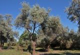 Elaeagnus angustifolia. Взрослые деревья. Астраханская обл., Лиманский р-н, окр. с. Воскресеновка, берег ерика Семёновский банк. 20.08.2020.