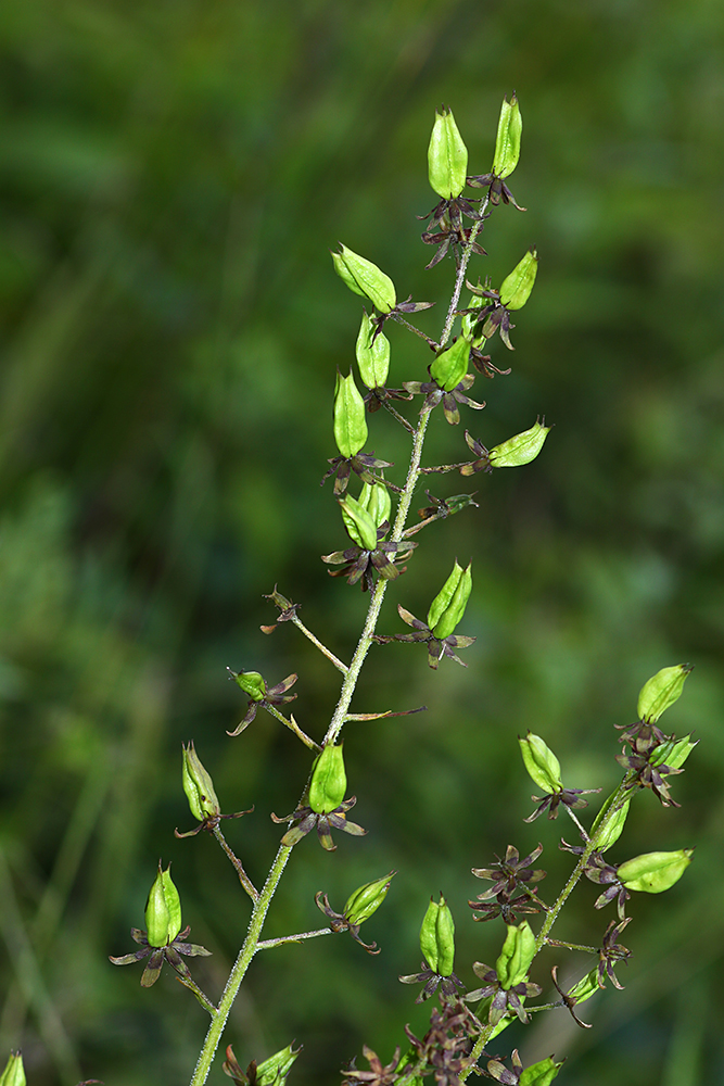 Изображение особи Veratrum maackii.