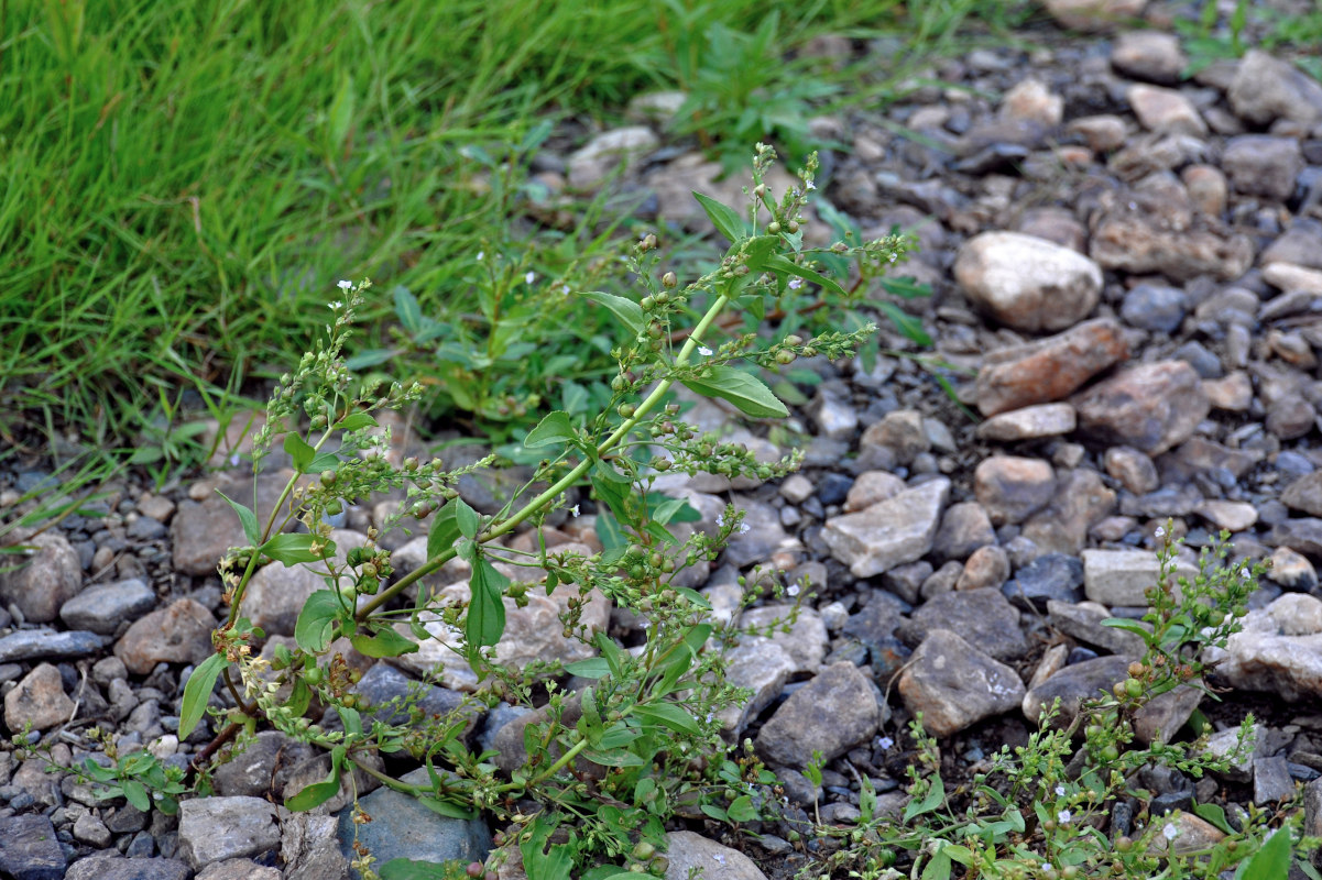 Image of Veronica anagallis-aquatica specimen.