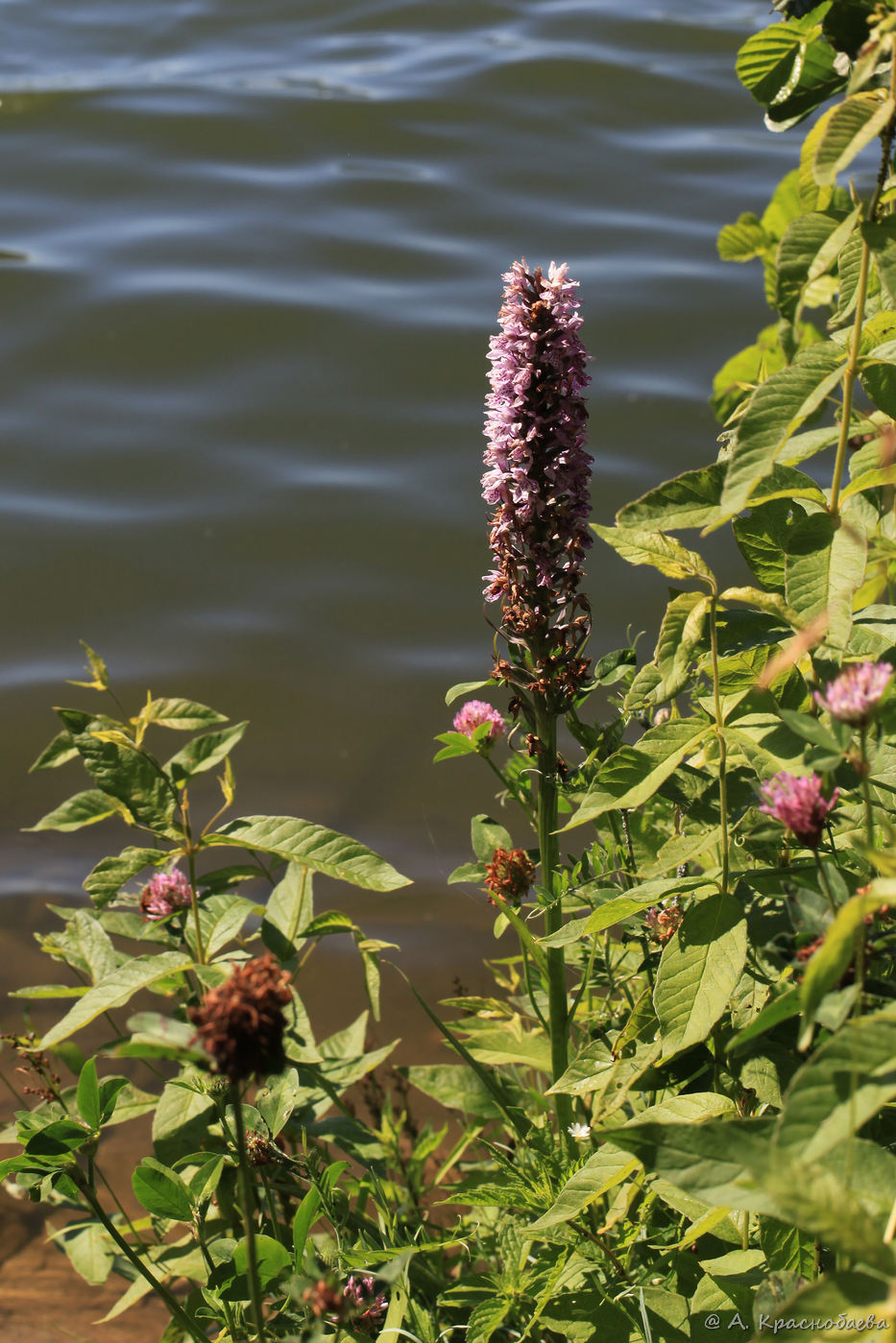 Image of genus Dactylorhiza specimen.