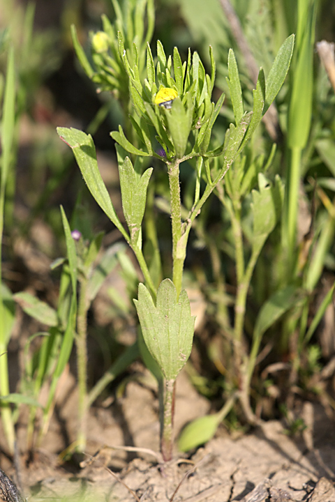 Image of Ranunculus arvensis specimen.