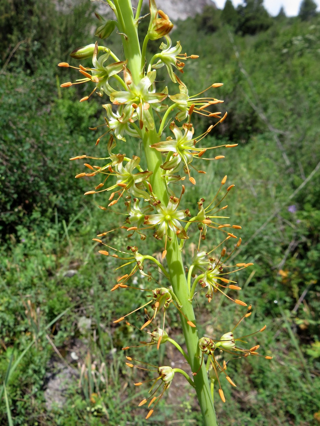 Изображение особи Eremurus fuscus.