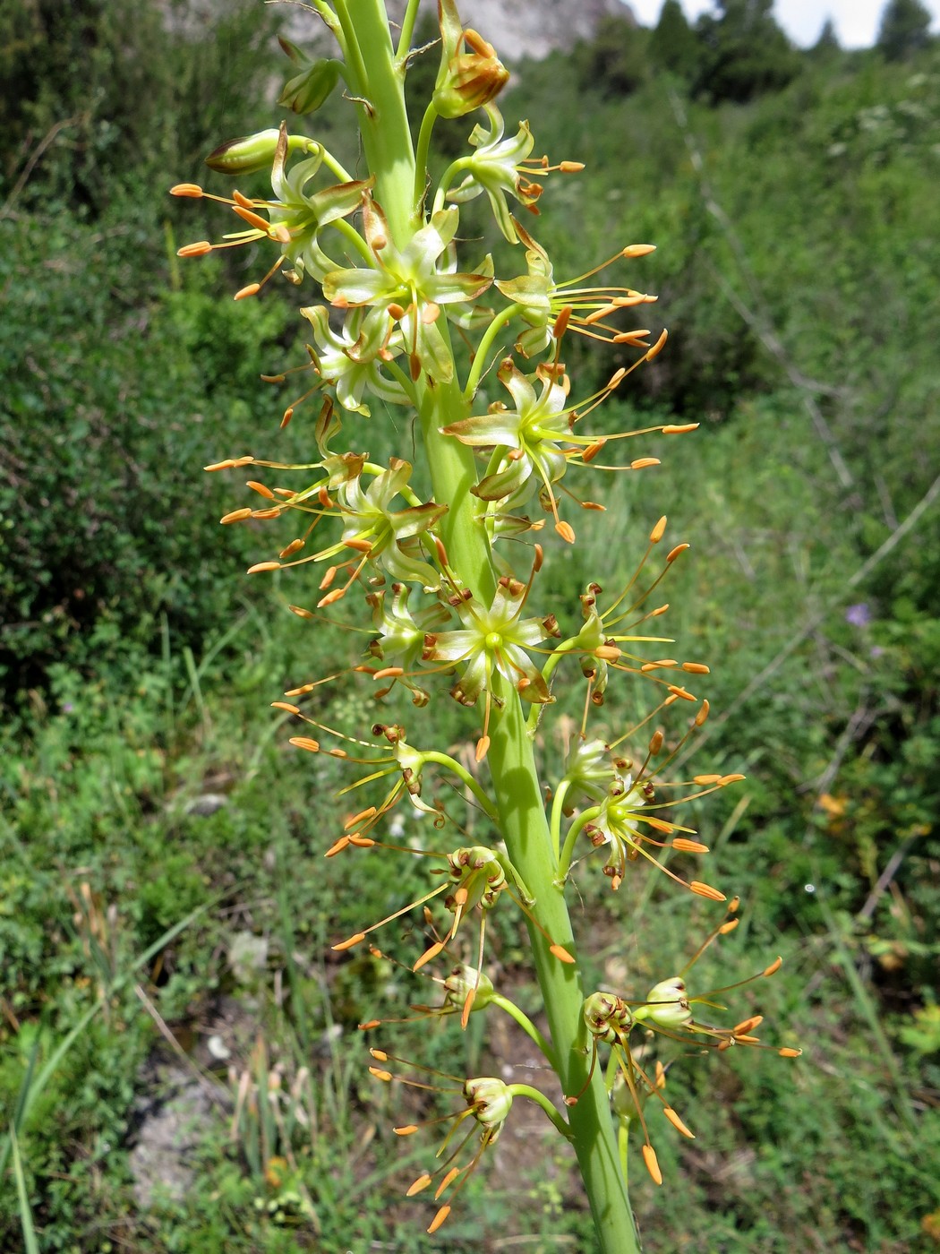 Изображение особи род Eremurus.