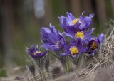 Pulsatilla patens