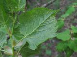 Tilia begoniifolia. Поражённый молодой лист (вид снизу). Краснодарский край, Абинский р-н, ст-ца Холмская, приречный лес. 15.04.2020.