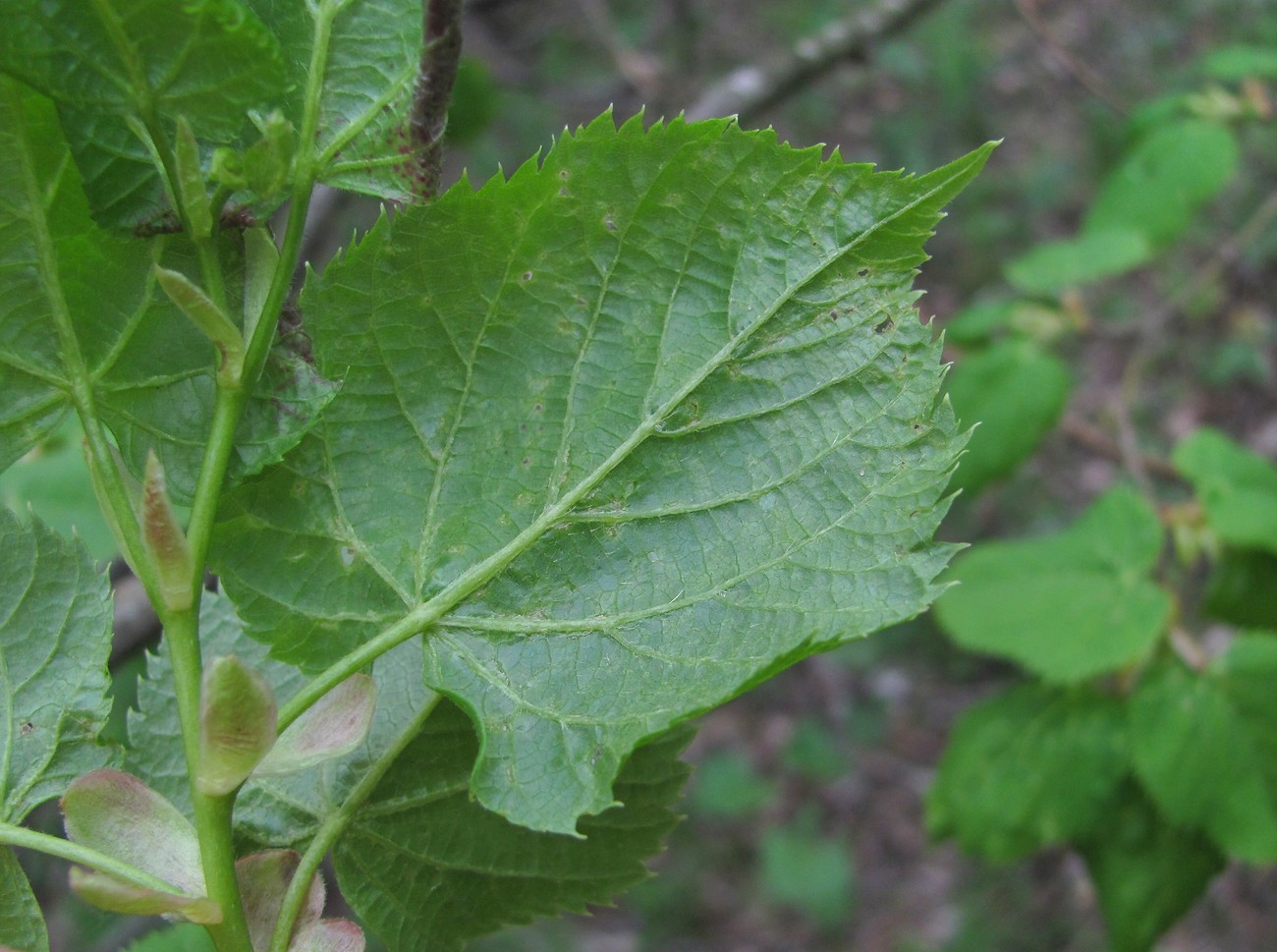 Изображение особи Tilia begoniifolia.