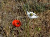 genus Papaver