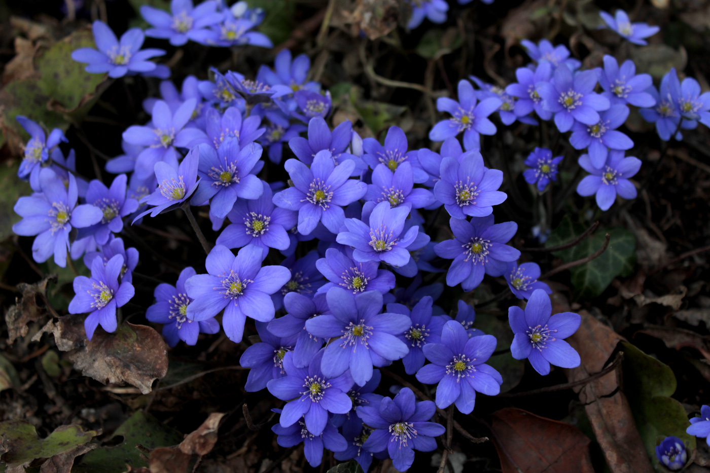 Image of Hepatica nobilis specimen.