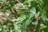 Lonicera caprifolium. Верхушка побега с соцветием в бутонах. Адыгея, долина р. Белая, верхняя часть Гранитного каньона, окр. устья руч. Сибирь, подножие поросшего лиственным лесом горного склона. 6 мая 2021 г.