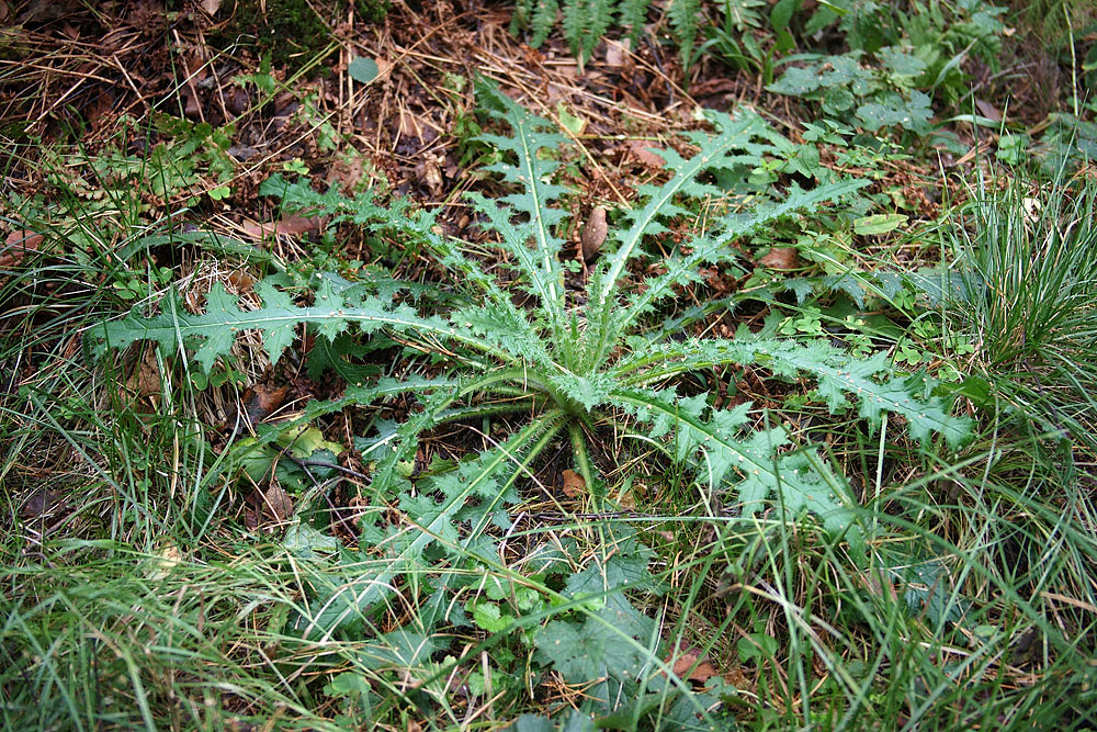 Image of Cirsium palustre specimen.