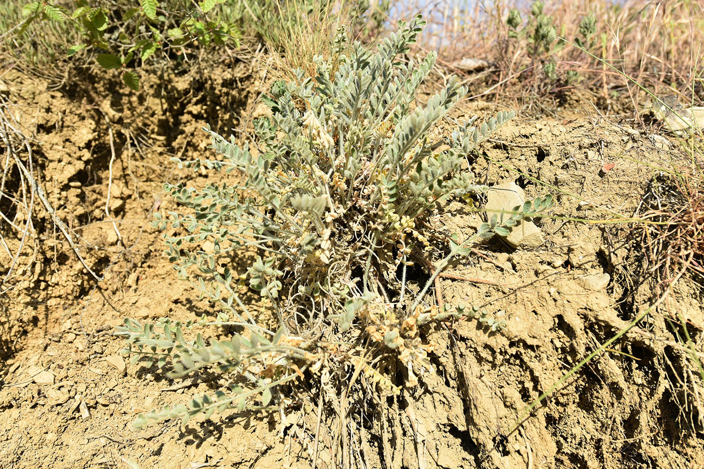 Image of Astragalus rupifragus specimen.